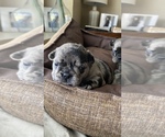 Small Photo #377 French Bulldog Puppy For Sale in CERES, CA, USA