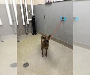 American Pit Bull Terrier-Unknown Mix Dogs for adoption in Las Vegas, NV, USA