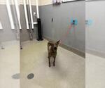 Small American Pit Bull Terrier Mix