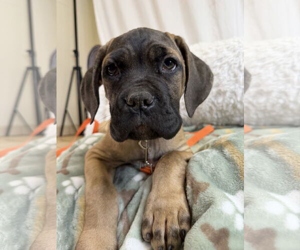 Medium Photo #1 Mutt Puppy For Sale in Goodyear, AZ, USA