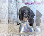 Small Photo #17 Dachshund Puppy For Sale in THORNTON, CO, USA