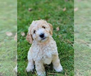 Miniature Bernedoodle Puppy for sale in NEW AUBURN, WI, USA