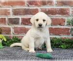 Small #8 Labrador Retriever