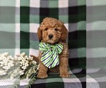 Small #5 Goldendoodle (Miniature)