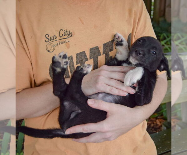 Medium Photo #5 Australian Shepherd-Unknown Mix Puppy For Sale in Huntley, IL, USA