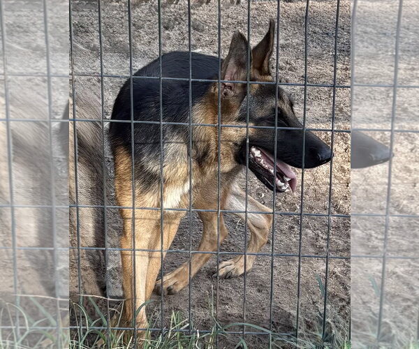 Medium Photo #2 German Shepherd Dog Puppy For Sale in Holly Hill, SC, USA