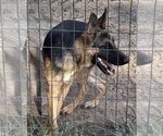 Small #1 German Shepherd Dog