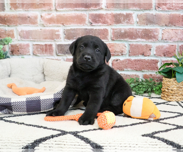 Medium Photo #5 Labrador Retriever Puppy For Sale in SYRACUSE, IN, USA