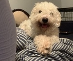 Small Photo #1 Bichon Frise Puppy For Sale in FAYETTEVILLE, NC, USA
