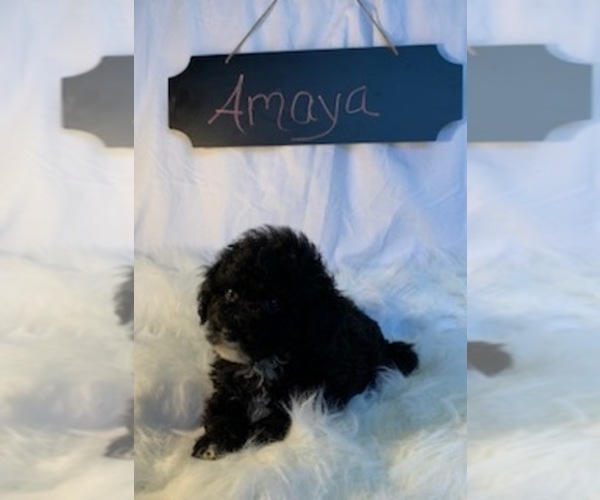 Medium Photo #3 Aussiedoodle-Poodle (Miniature) Mix Puppy For Sale in REEDS SPRING, MO, USA