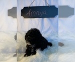 Small Photo #3 Aussiedoodle-Poodle (Miniature) Mix Puppy For Sale in REEDS SPRING, MO, USA