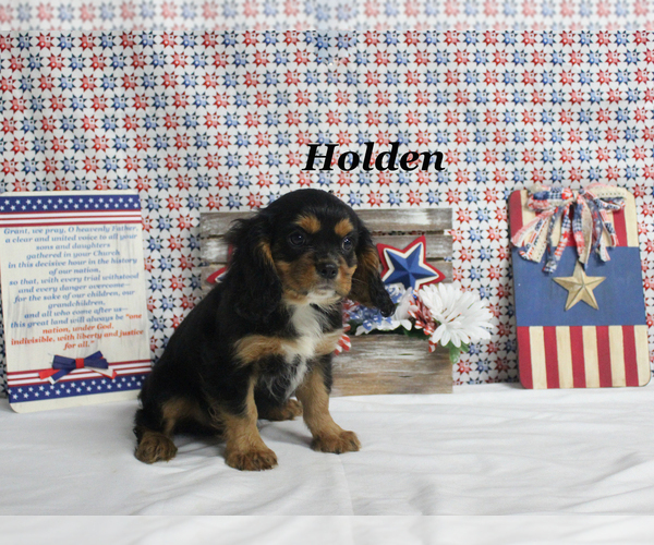 Medium Photo #21 Cavalier King Charles Spaniel Puppy For Sale in CHANUTE, KS, USA