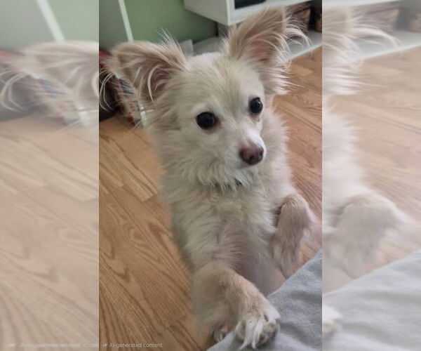 Medium Photo #3 Chihuahua-Unknown Mix Puppy For Sale in Germantown, OH, USA