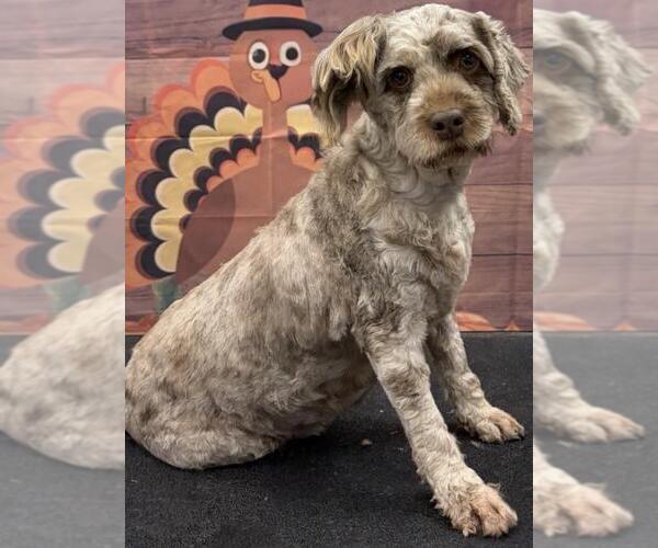 Medium Photo #5 Cock-A-Poo Puppy For Sale in Westminster, MD, USA