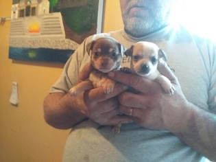 Chihuahua Puppy for sale in MUNCIE, IN, USA