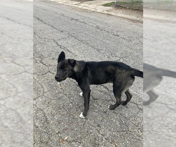 Medium Photo #1 Mutt Puppy For Sale in Corpus Christi, TX, USA