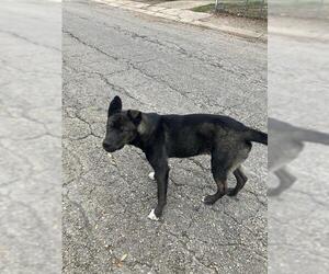 Mutt Dogs for adoption in Corpus Christi, TX, USA