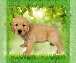 Puppy Tsunade Golden Retriever