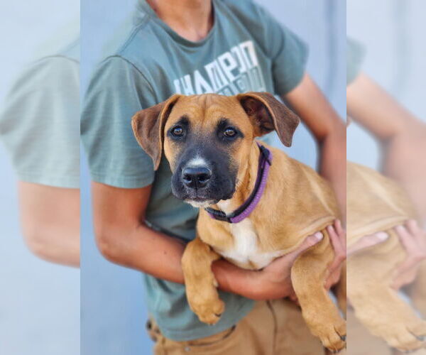 Medium Photo #2 Boxador Puppy For Sale in Dana Point, CA, USA