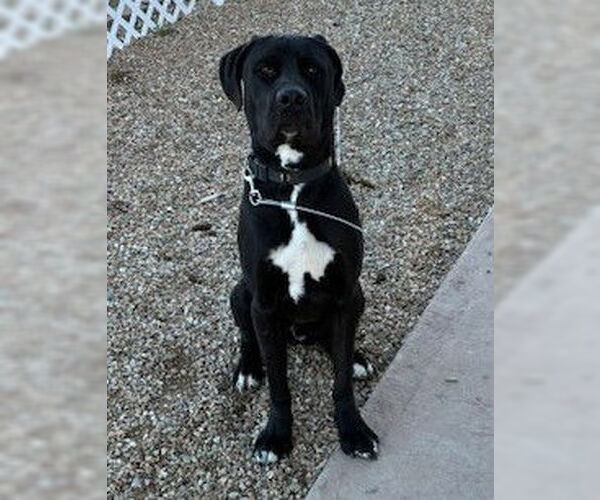 Medium Photo #2 Mutt Puppy For Sale in Goodyear, AZ, USA