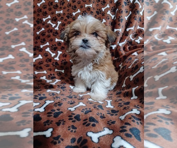 Medium Photo #5 Mal-Shi Puppy For Sale in STANLEY, WI, USA