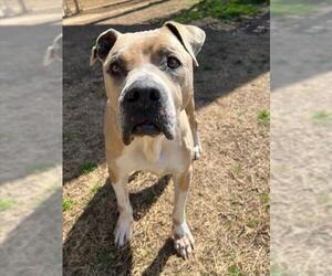 American Staffordshire Terrier-Unknown Mix Dogs for adoption in Plano, TX, USA