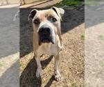 Small American Staffordshire Terrier Mix