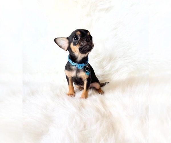 Medium Photo #3 Chihuahua Puppy For Sale in SACRAMENTO, CA, USA