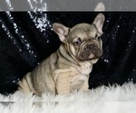 Small #4 French Bulldog