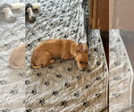 Small Photo #3 Chihuahua Puppy For Sale in San Diego , CA, USA