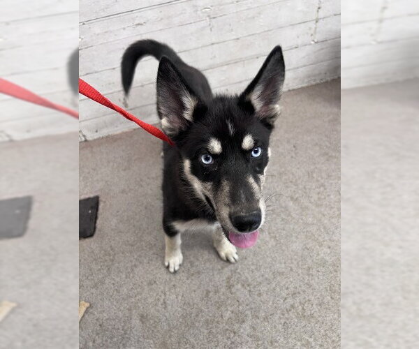 Medium Photo #1 Siberian Husky Puppy For Sale in San Bernardino, CA, USA