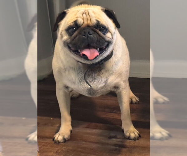 Medium Photo #4 Pug Puppy For Sale in Indianapolis, IN, USA