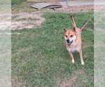 Small Photo #3 Pembroke Welsh Corgi-Shiba Inu Mix Puppy For Sale in The Woodlands, TX, USA
