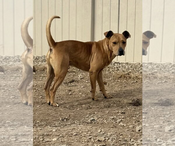 Medium Photo #7 Labrador Retriever-Unknown Mix Puppy For Sale in Corning, AR, USA