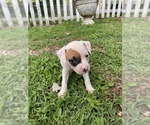 Small Photo #1 American Bulldog Puppy For Sale in WINTERVILLE, GA, USA