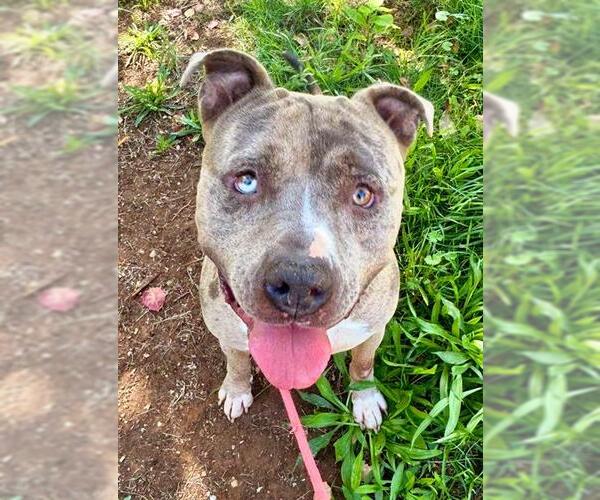 Medium Photo #1 American Pit Bull Terrier Puppy For Sale in Sacramento, CA, USA