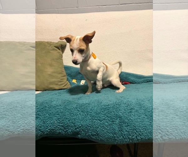 Medium Photo #3 Chihuahua-Unknown Mix Puppy For Sale in Mukwonago, WI, USA