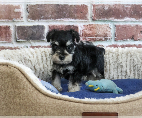Medium Photo #4 Schnauzer (Miniature) Puppy For Sale in SYRACUSE, IN, USA
