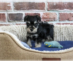 Small #3 Schnauzer (Miniature)