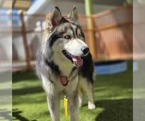 Siberian Husky-Unknown Mix Dogs for adoption in Las Vegas, NV, USA