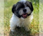 Small Photo #5 Shih Tzu Puppy For Sale in GRANGER, IN, USA