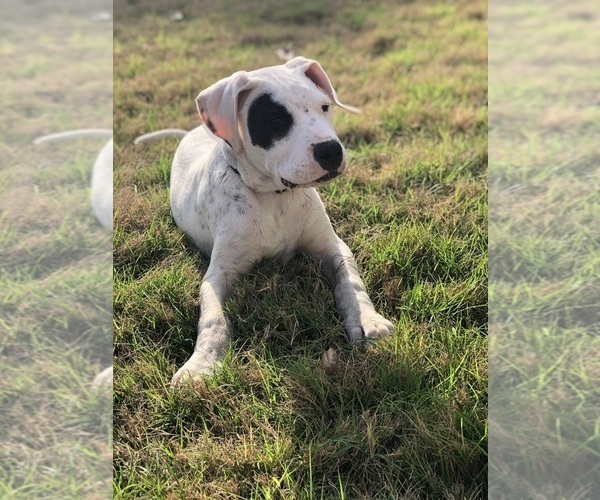 Medium Photo #3 Dogo Argentino Puppy For Sale in SAN ANTONIO, TX, USA