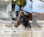 Puppy 5 Paperanian