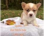 Small Photo #6 Pembroke Welsh Corgi Puppy For Sale in WATERBURY, CT, USA