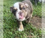 Small #3 Olde English Bulldogge