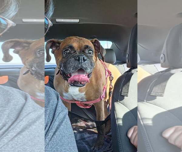 Medium Photo #4 Boxer Puppy For Sale in Burnsville, MN, USA