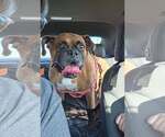 Small #3 Boxer