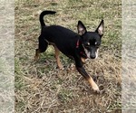 Small #2 Chiweenie