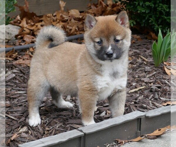 Medium Photo #6 Shiba Inu Puppy For Sale in THREE RIVERS, MI, USA