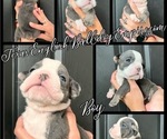 Small Photo #10 Bulldog Puppy For Sale in CYPRESS, TX, USA